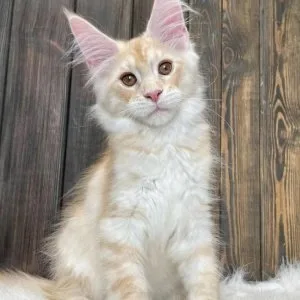 Healthy maine coon kittens for adoption and rehoming