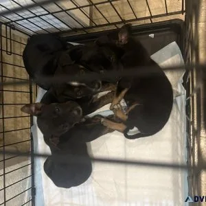 Puppies puppies cane corso mix Rottie babies