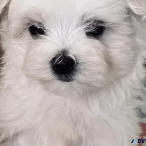 Maltese Puppies For Sale Ready For Christmas