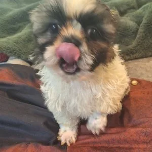 Shih tzu