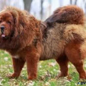 All dogs breed
