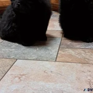 Chow Pups