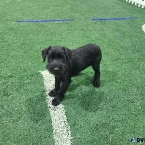 AKCStandard schnauzer