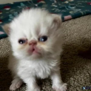 PERSIAN KITTENS DOLL FACE