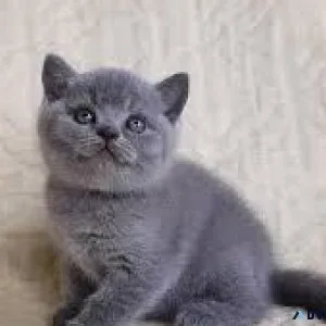 British Shorthair Blue Kittens for Sale