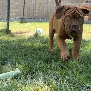 Dogue de Bordeaux &ldquo French Mastiff&rdquo Puppies