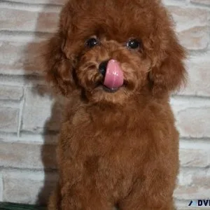 Online pet shop for Poodles in Chennai