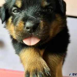 AKC Serbian Rottweiler Puppies