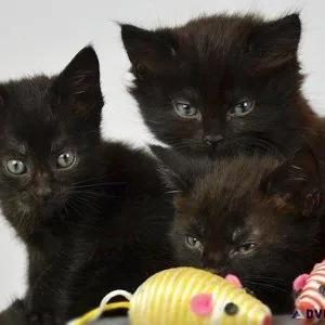 Bombay kittens for sale