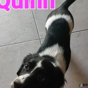 Purebred Springer Spaniel Puppies