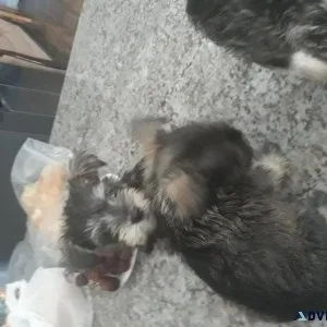 Miniature schnauzer puppies
