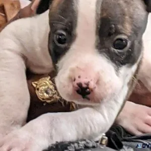 Female Am Staff Terrier Puppies