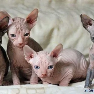 Sphynx kittens for sale
