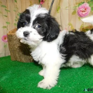 Chicago Shih Tzu X Type Babies. Nonshedding