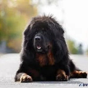 Tibetan mastiff for sale with other dogs