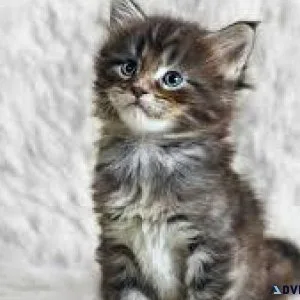 Purebred Maine Coon kittens 2 lefty