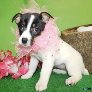 Chicago Jacarat Puppies. SUPER SWEET Great with Kids.