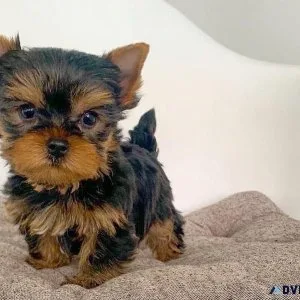 Yorkie Puppies