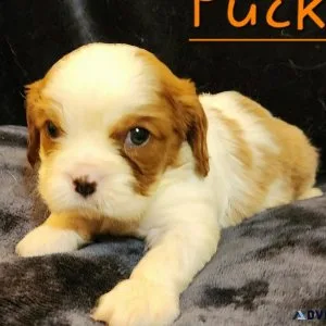 Cavalier King Charles