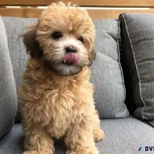 Buy Toy Poodle puppy online in coimbatore - Breed n Breeder