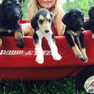 Male and female Afghan Hound puppies