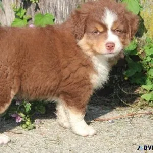 Stunning Australian Shepherd Puppies Available