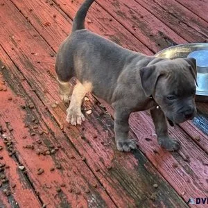 AKC American Pit Bull Terrier Puppies