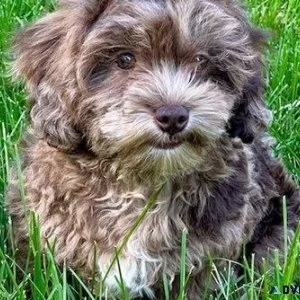 CKC reg. Shihpoo Puppies for sale.