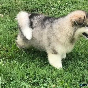 AKC registered Alaskan Malamute Puppies