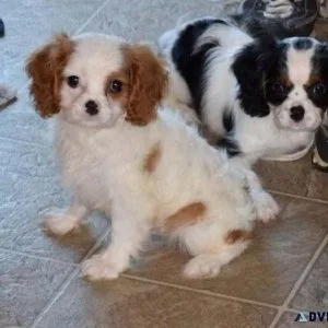 Home raised Cavalier King Charles Spaniel puppies