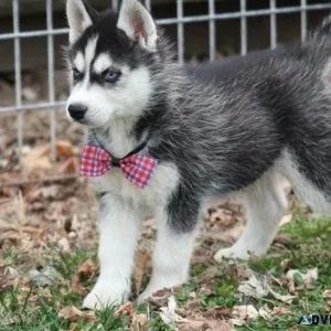 AKC reg. Siberian Husky Puppies for sale