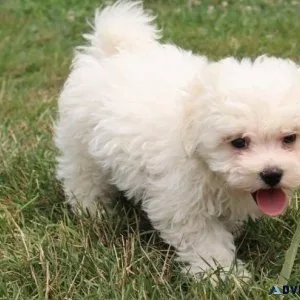 Lovely Bichon Frise Puppies available.