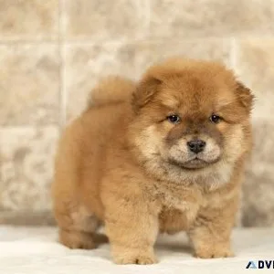 Adorable Chow Chow Puppies