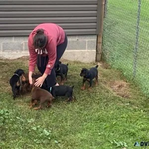 Sweet Doberman Pinscher puppies