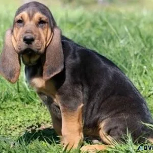 Pure Bloodhound Puppies available