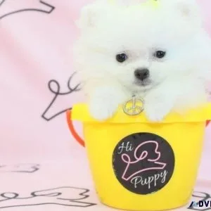 AKC Teacup Pomeranian Puppies For Sale