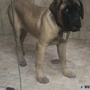 AKC English Mastiff puppies