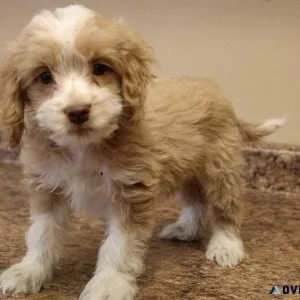 Adorable Cockapoo Puppies Available