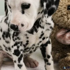 Beautiful Dalmatian Puppies Available