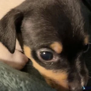 Registered Black Rat Terrier Male &ldquoTreat&rdquo