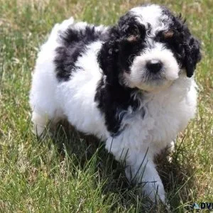 Amazing Bernesedoodle Puppies Available