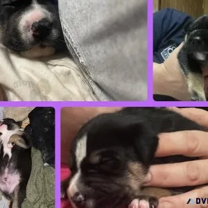 puppies