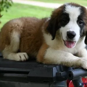 AKC Saint Bernard puppies