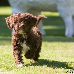 small dog for sale