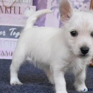 AKC reg. West Highland White Terrier puppies