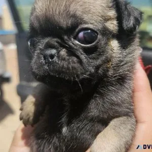 10 wk old pugs