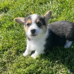 Well Socialized Pembroke Welsh Corgi Puppies