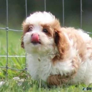 Male and female Cavapoo puppies available.