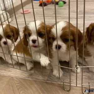 Cavalier King Charles Puppies For Sale
