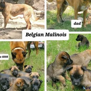 Belgian Malinois Puppies